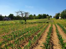 Działka rolno-budowlana Zerwana. Zdjęcie 3