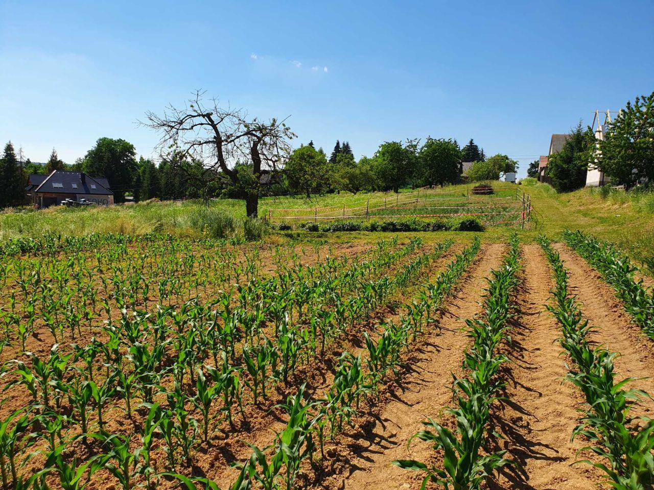 Działka rolno-budowlana Zerwana. Zdjęcie 4
