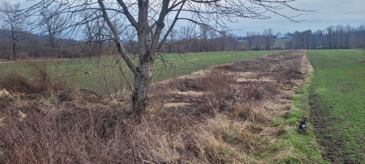 Działka rolno-budowlana Stanisławice. Zdjęcie 8