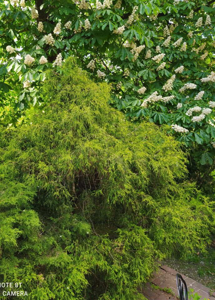 bliźniak, 6 pokoi Warszawa Białołęka, ul. Kazimierza Szałasa. Zdjęcie 10