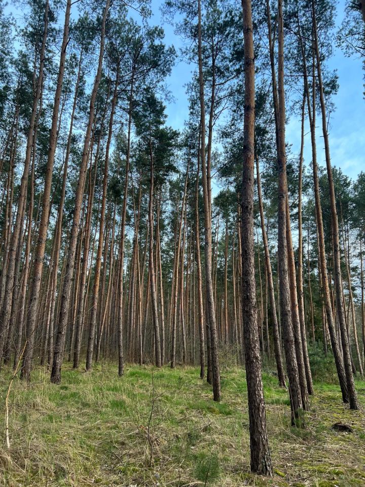Działka rekreacyjna Wylatkowo, Wylatkowo. Zdjęcie 4