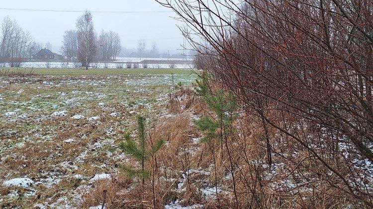 Działka rolno-budowlana Dobrzyniówka. Zdjęcie 5