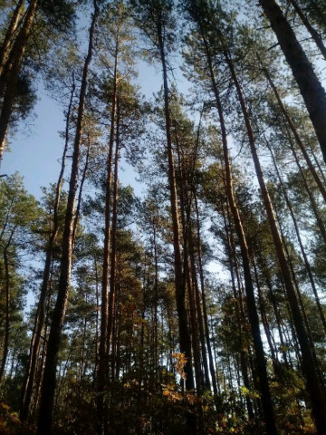 Działka leśna Wrzos. Zdjęcie 1