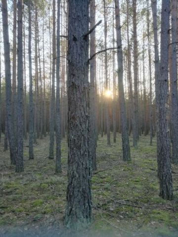Działka leśna Pęckowo. Zdjęcie 1