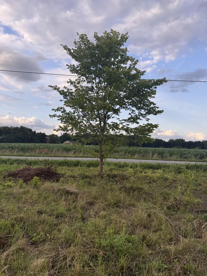 Działka budowlana Kwiatkowice-Kolonia. Zdjęcie 2