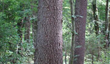 Działka rolno-budowlana Stanowisko