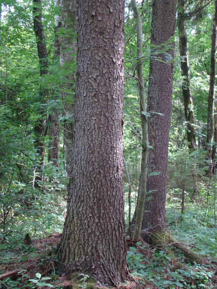 Działka rolno-budowlana Stanowisko. Zdjęcie 2