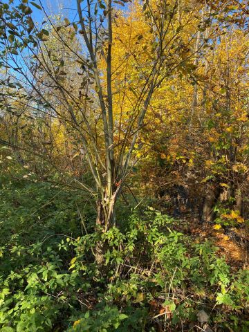 Działka budowlana Biedrzychowice. Zdjęcie 1