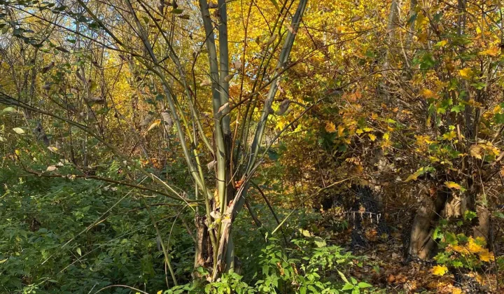 Działka budowlana Biedrzychowice