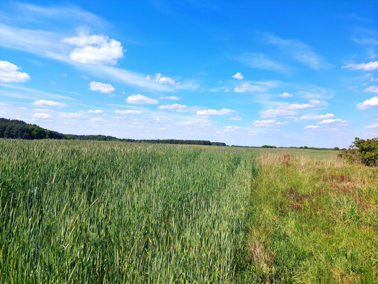 dom wolnostojący, 4 pokoje Brzeziny. Zdjęcie 3