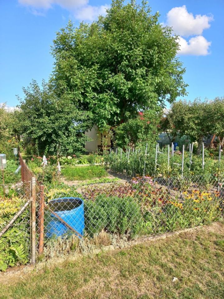 Działka rod Wrocław Psie Pole, ul. Bierutowska. Zdjęcie 7