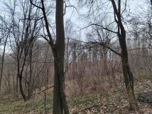 Działka leśna Jodłowa. Zdjęcie 1