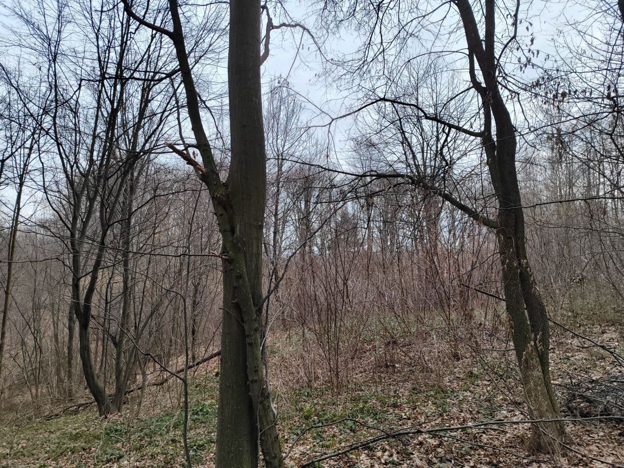 Działka leśna Jodłowa. Zdjęcie 2