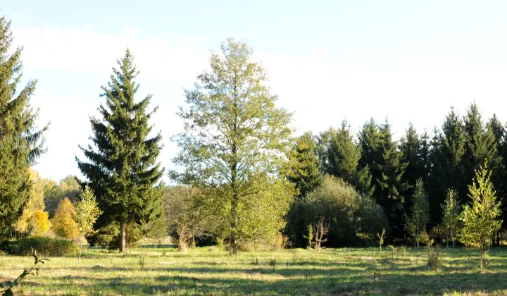 Działka siedliskowa Grzegorzewice, ul. Pałacowa