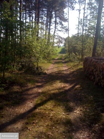 Działka leśna Suliszew. Zdjęcie 1