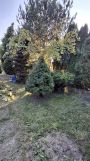 Działka rod Radomsko, ul. Brzeźnicka. Zdjęcie 1