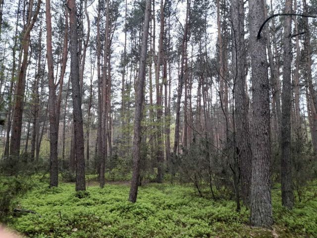 Działka leśna Sinogóra. Zdjęcie 1
