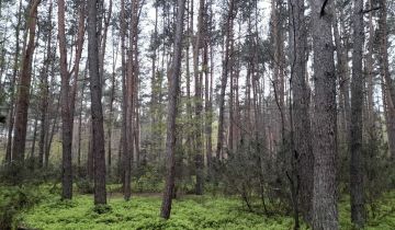 Działka leśna Sinogóra