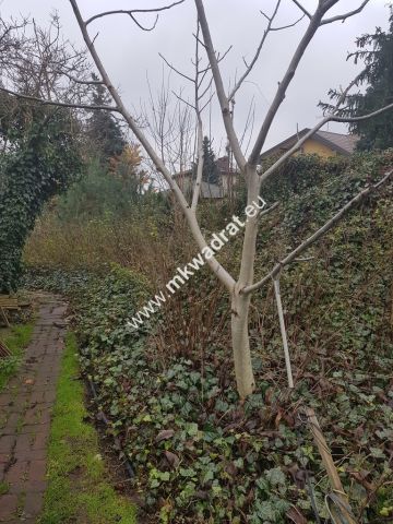 Działka budowlana Piastów, ul. Elizy Orzeszkowej. Zdjęcie 1