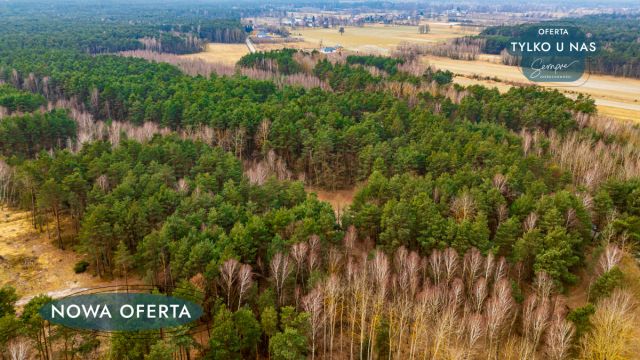 Działka leśna Szczerców, ul. Leśna. Zdjęcie 3