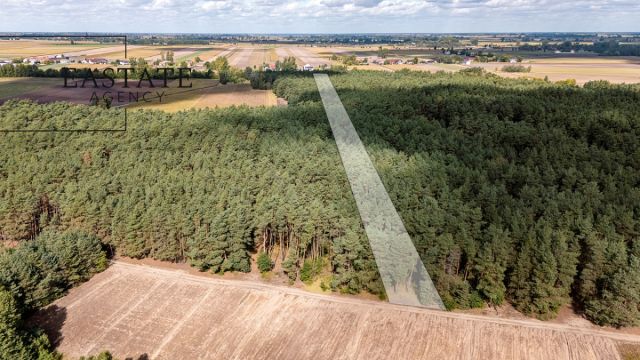 Działka leśna Maurzyce. Zdjęcie 2