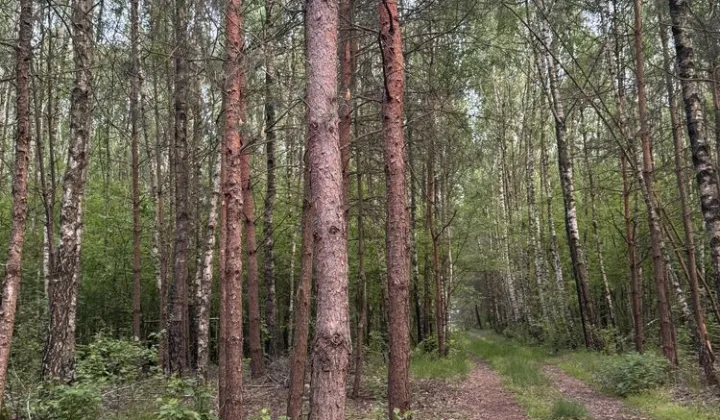 Działka rolna Nowe Naruszewo