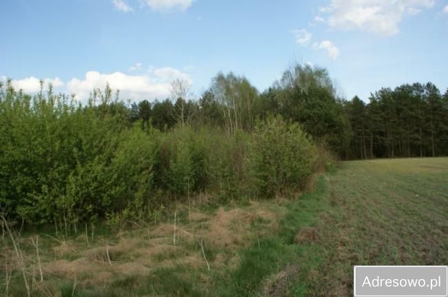 Działka rolno-budowlana Pasynki. Zdjęcie 2