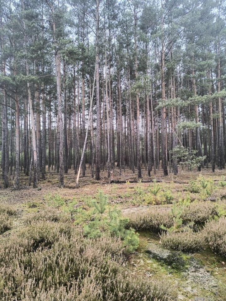 Działka leśna Rosko. Zdjęcie 6