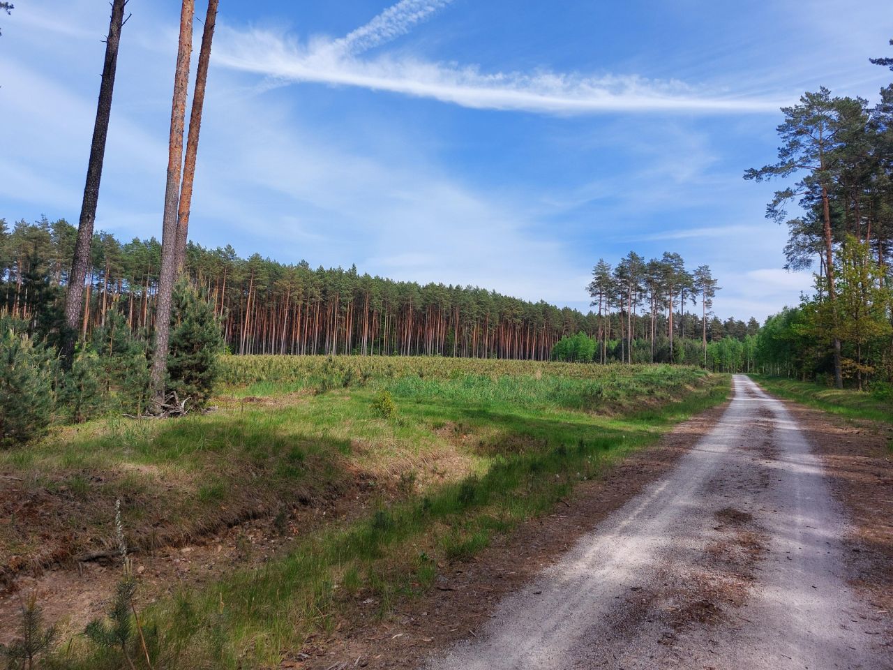 Działka rekreacyjna Starzechowice Sęp, BRAK. Zdjęcie 21