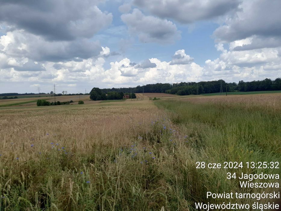 Działka rolno-budowlana Wieszowa, ul. Jagodowa. Zdjęcie 5