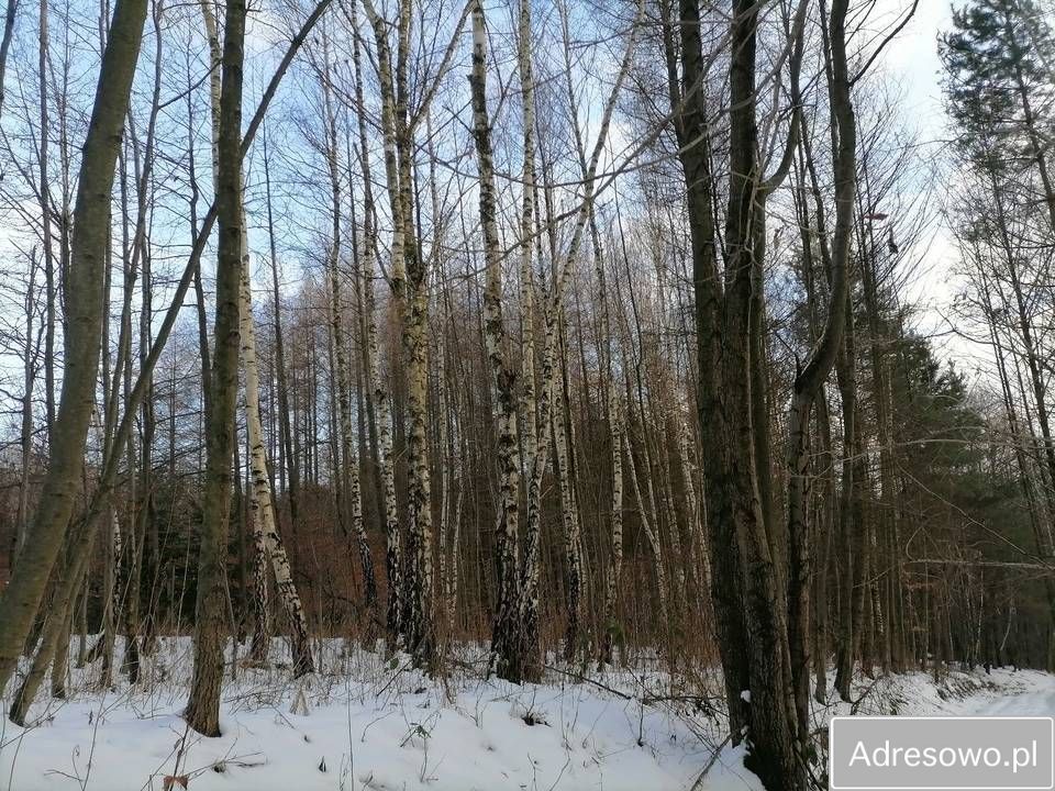 Działka leśna Stasiówka. Zdjęcie 7