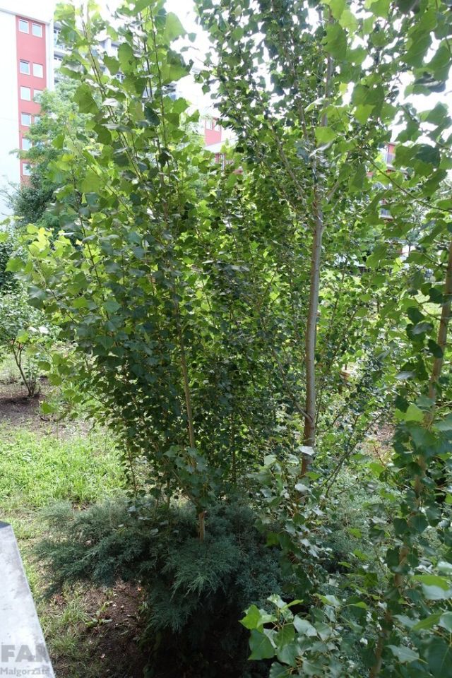 Mieszkanie 2-pokojowe Szczecin, ul. 1 Maja. Zdjęcie 21