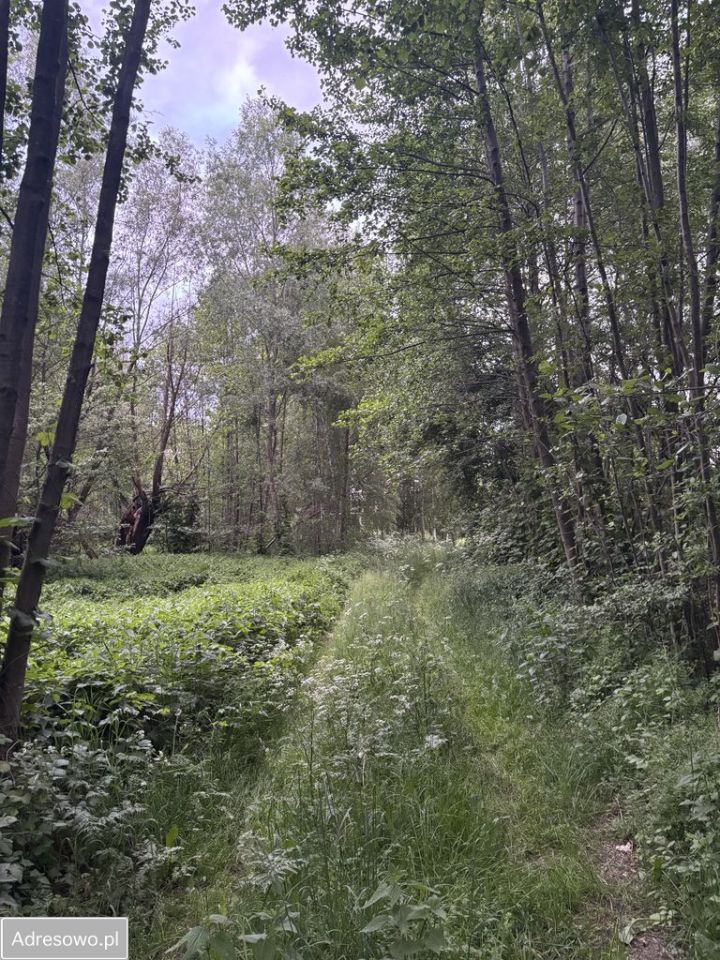 Działka rolna Wola Polewna. Zdjęcie 7