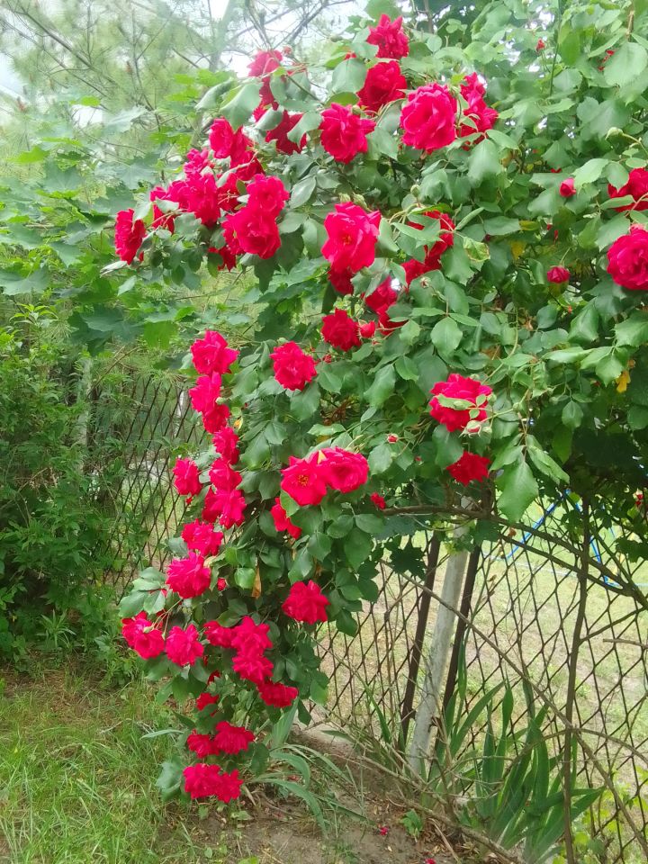 Działka rod Dobrcz, ul. Wodna. Zdjęcie 9