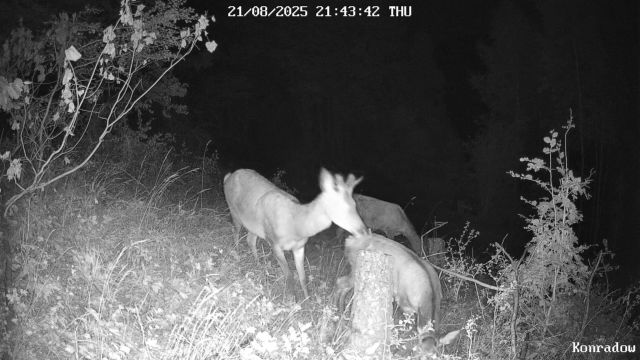 Działka budowlana Konradów. Zdjęcie 15