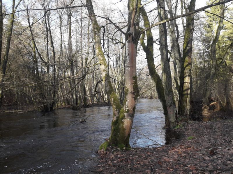 Działka inwestycyjna Poganice. Zdjęcie 7