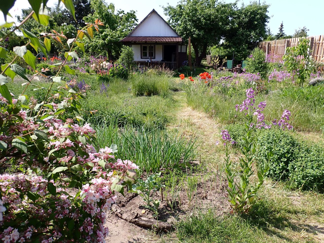Działka rod Szczecin Gumieńce, ul. Ku Słońcu. Zdjęcie 4