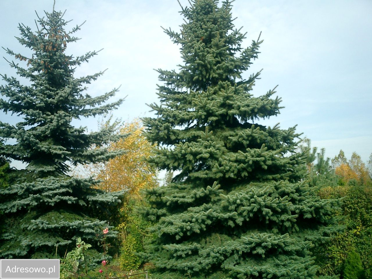 Działka rod Okołowice. Zdjęcie 7