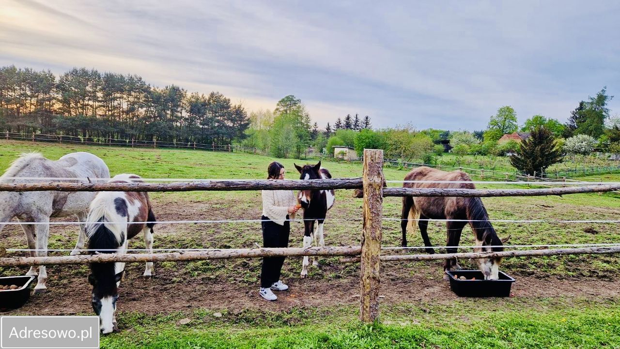 dom, 3 pokoje Przyborów. Zdjęcie 6