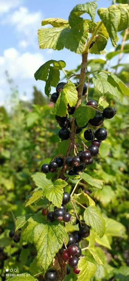 Działka rod Tarnobrzeg Bugaj, ul. św. Barbary. Zdjęcie 9