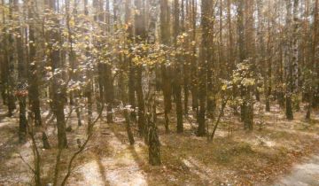 Działka leśna Gostynin