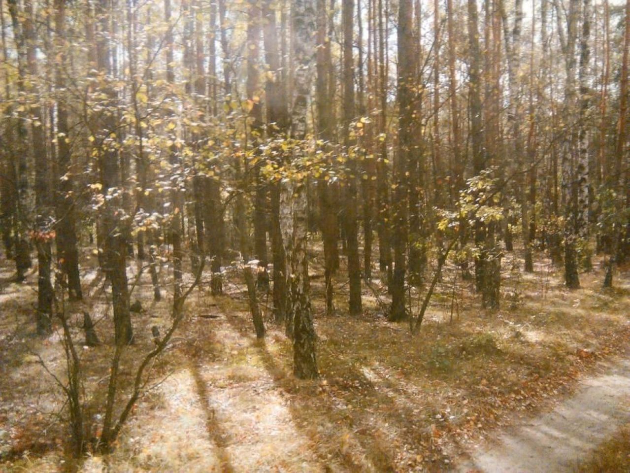 Działka leśna Gostynin. Zdjęcie 2