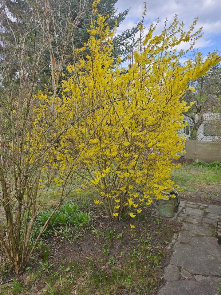 Działka rod Warszawa. Zdjęcie 7