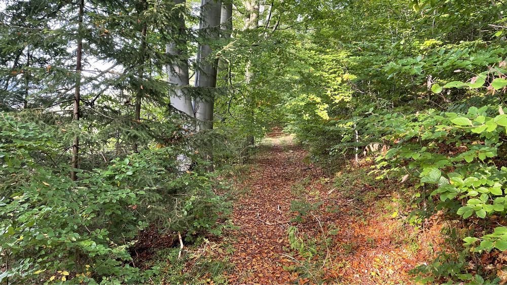 Działka rolna Błażkowa. Zdjęcie 7