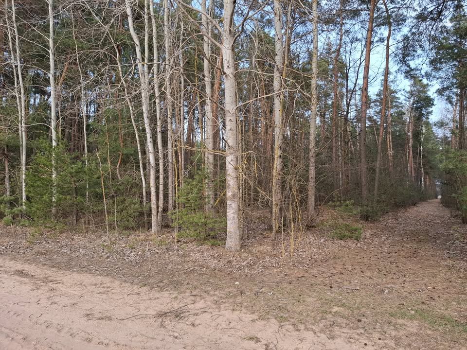 Działka leśna Kotły. Zdjęcie 3