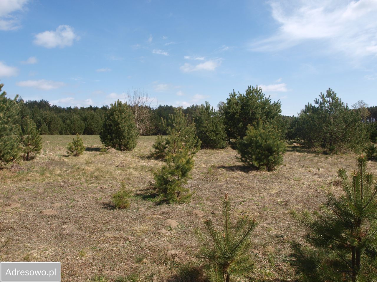 Działka rekreacyjna Lipy. Zdjęcie 5