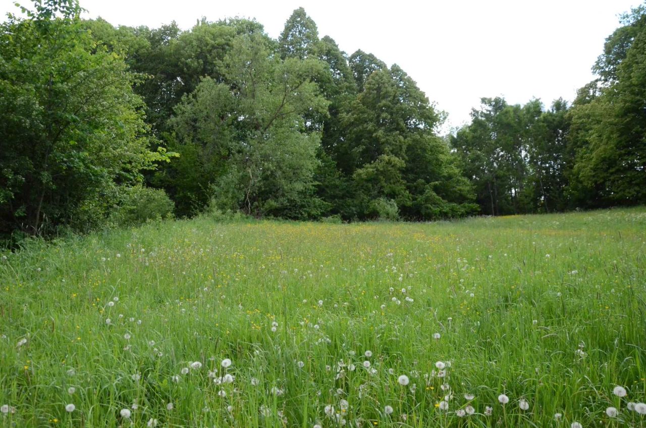 Działka budowlana Skwirtne. Zdjęcie 5