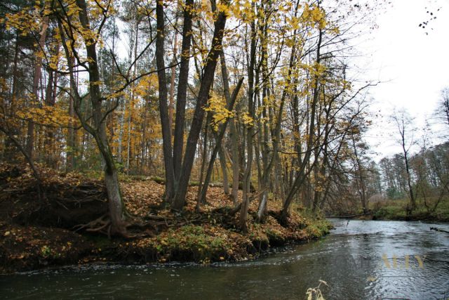 Działka budowlana Bolesławów, ul. Młynarska. Zdjęcie 11