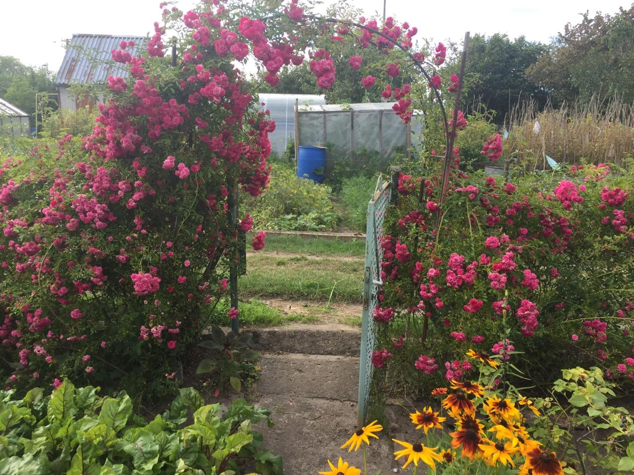 Działka rod Żukowo, ul. Polna. Zdjęcie 2