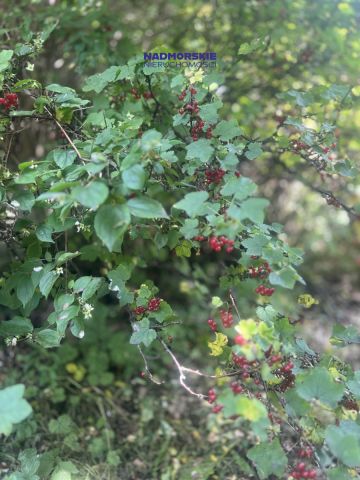 Działka rod Gdańsk Bysewo, ul. Nowatorów. Zdjęcie 9